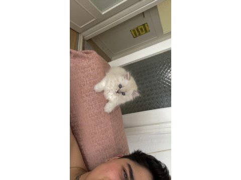 1 buçuk aylık kedimiz tuvalet eğitimi tamamlandı emmiyor
