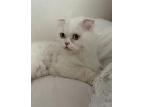 Sevimli uysal kedi