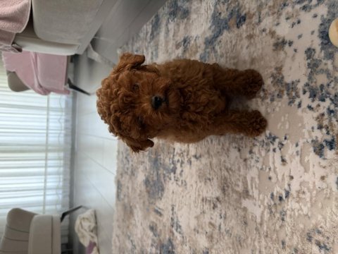 Sevgi dolu bir yuva arayan tatlı toy poodle yavrusu