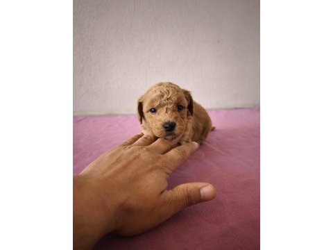 Uygun maltipoo bebeklerimiz