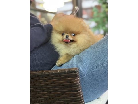 Güler yüzlü pomeranian kızımız tam bir ayıcık