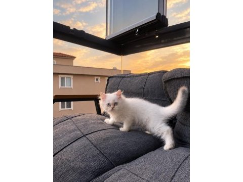 Longhair silver point dişi kedimiz
