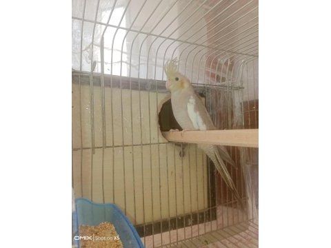 2 adet dişi sultan papağanı