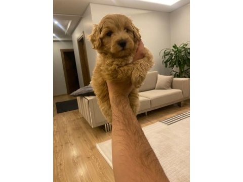 2 aylık poodle maltipoo kırma