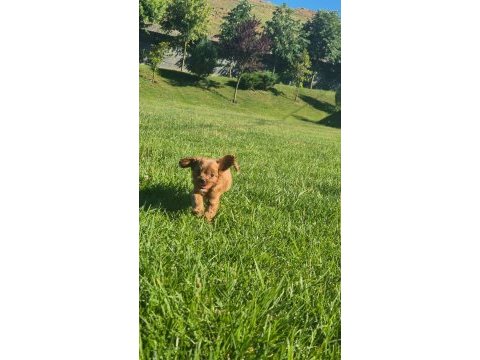 İpeksi tüylü neşe küpü maltipoo yavruları