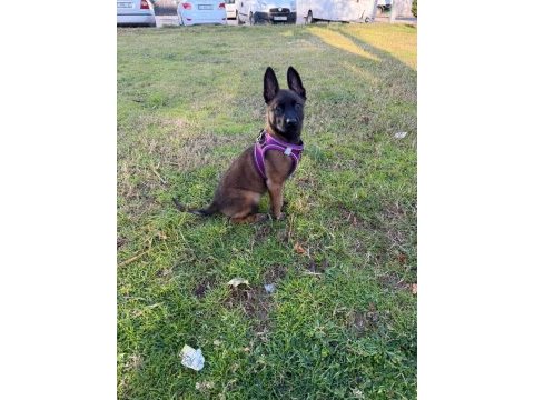 4 aylık son kalite üst düzey malinois