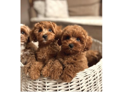 Maltipoo cinsi yavrular