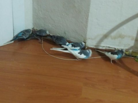 Damızlık muhabbet kuşu