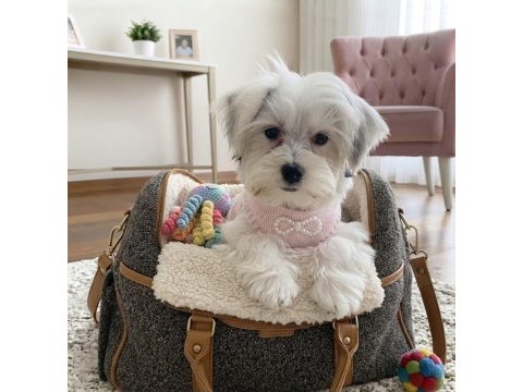 Eğitimli hazır morkie