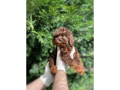 Erkek toy poodle 2 aylık