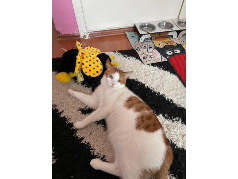 İki erkek kardeş kedimiz kısırlaştırılmış sarman