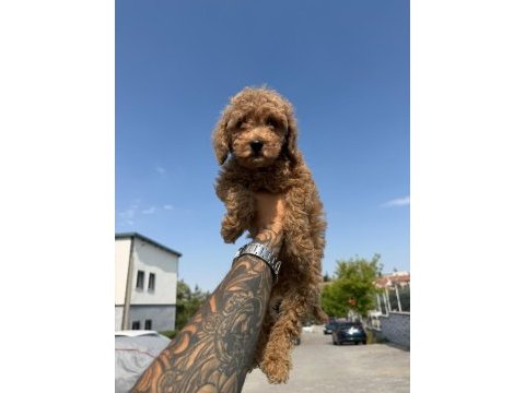 2 buçuk aylık erkek toy poodle
