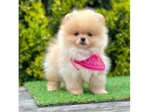 Sevimli pomeranian boo yavrularımız