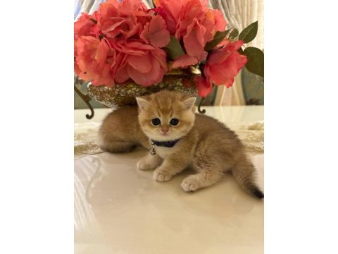 Ny 12 golden cinsi scottish fold yavrularımız