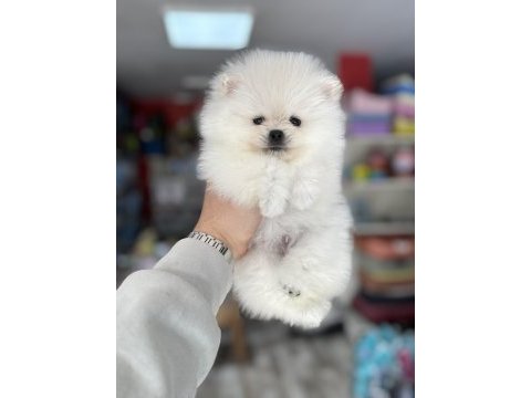 Pomeranian yavrularımız teacup kar beyaz