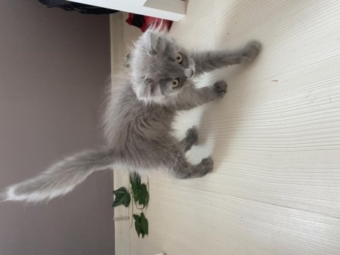 British longhair 3 aylık çok tatlı bir bebek