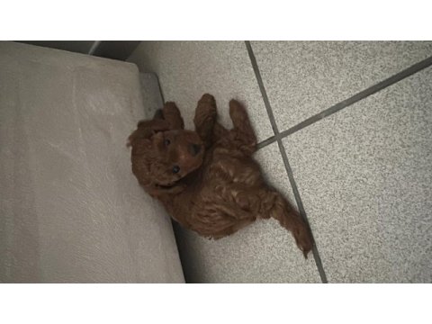 Kore-toy poodle küçük ırk