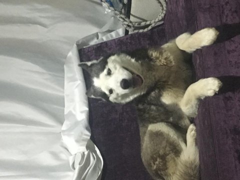Sibirya kurdu 8 aylık