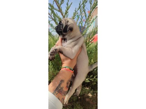 Dişi pug mops yavru