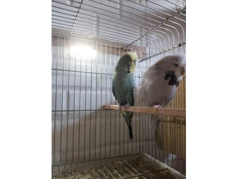 Evcil hayvanlar muhabbet kuşlar