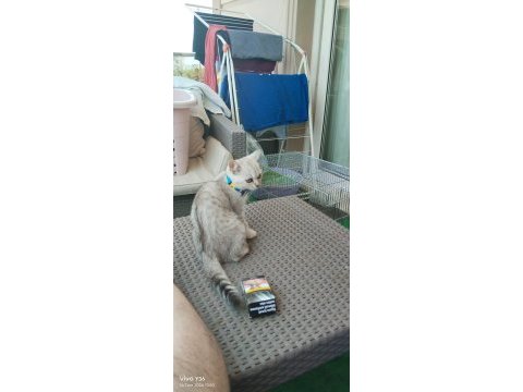 British erkek 4 aylık yavru kedi
