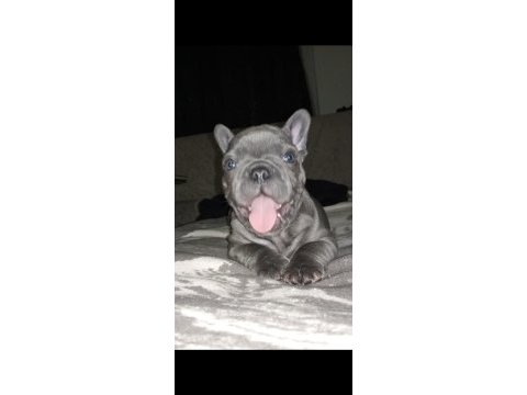 Pofidik french bulldog köpeklerim