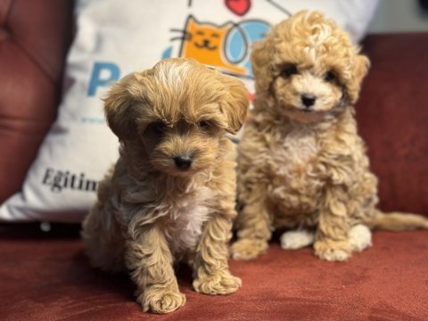 Petmode köpek çiftliğinden maltipoo yavrular