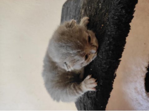 Yavru british shorthair kediler