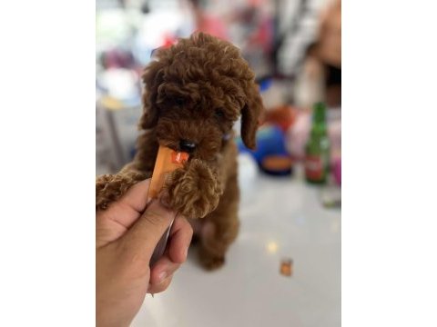 Irk sağlık  kilo garantili red toy poodle yavrular