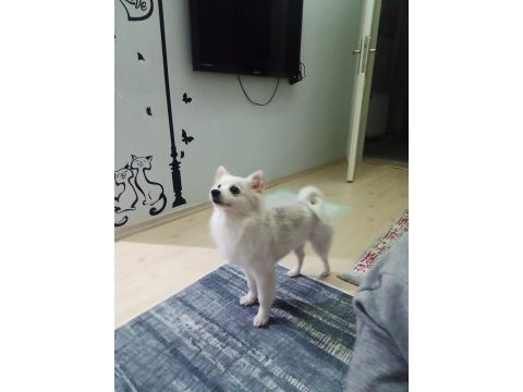 Pomeranian spitz