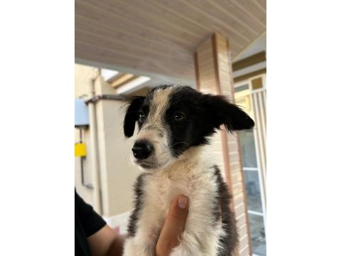 3 aylık orjinal border collie yavruları