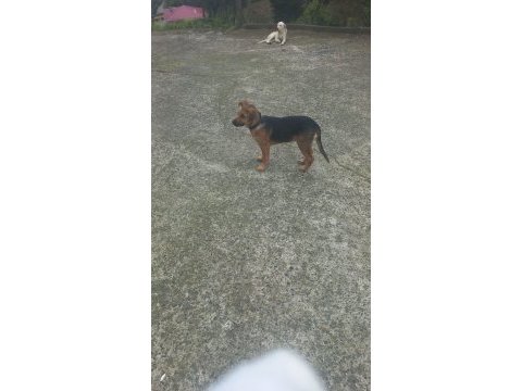 4 aylık alman kurdu erkek köpeğimiz