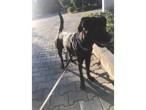 Çok akıllı bir labrador köpeği