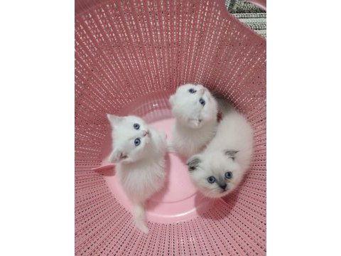 Scottish fold yavrularımız teslime hazır