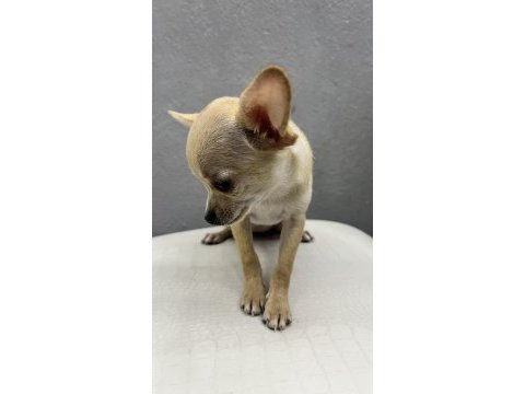 Şivava köpeğimiz şiva yeni yuvasını arıyor