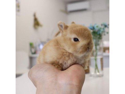 Sarı kahverengi karamel hollanda lop yavru tavşanı