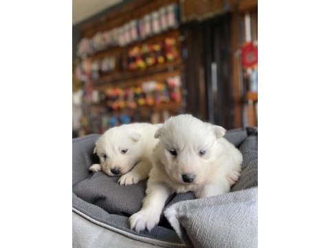 Orjinal safkan samoyed
