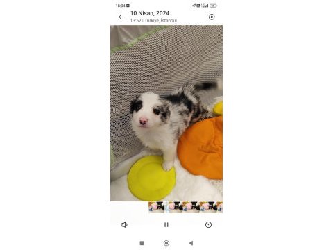 Kıf fcı şecereli mikroçipli blue merle ve siyah border