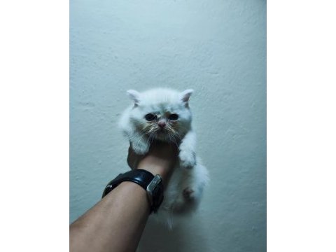 Safkan british shorthair balıkesirde