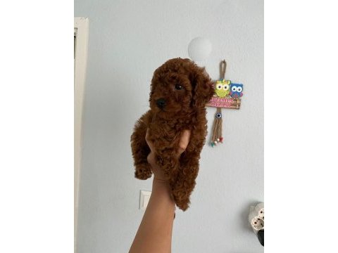 Red brown poodle yavrularım aşılı