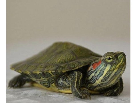 Kaplumbağalarımız için sizde arayın