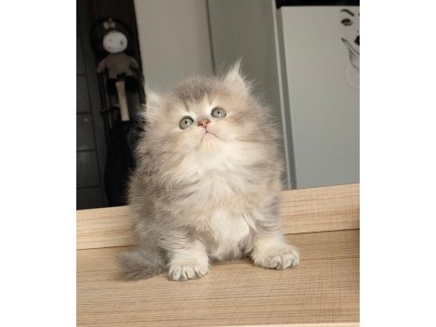 British longhair kedilerim