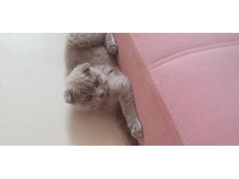 Yavru scottish fold kedisi