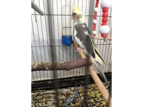 6 aylık sultan yavrusu acil