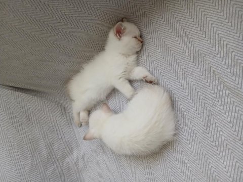 Mavi gözlü safkan dişi british shorthair yavrum