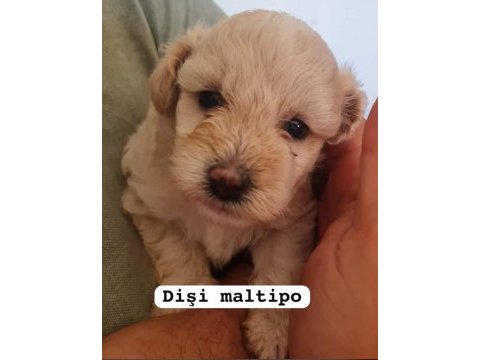 Maltipoo yavrular iki aylık