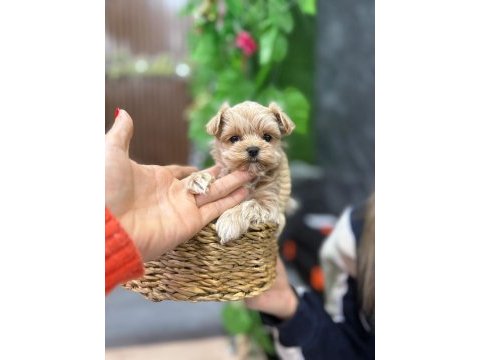 Vitrin güzeli maltipoo