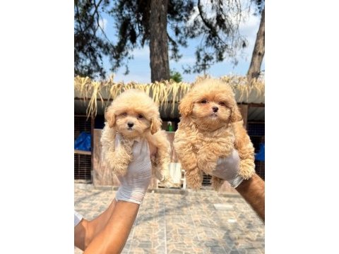 Maltipoo bebek yüzlü yavrularımız