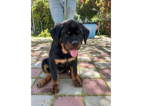 Şampiyon rottweiler yavrumuz