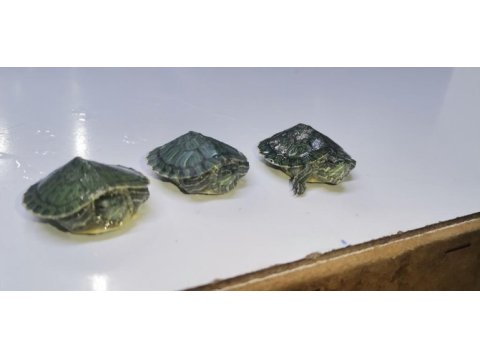 Bebek kaplumbağalar görücüde